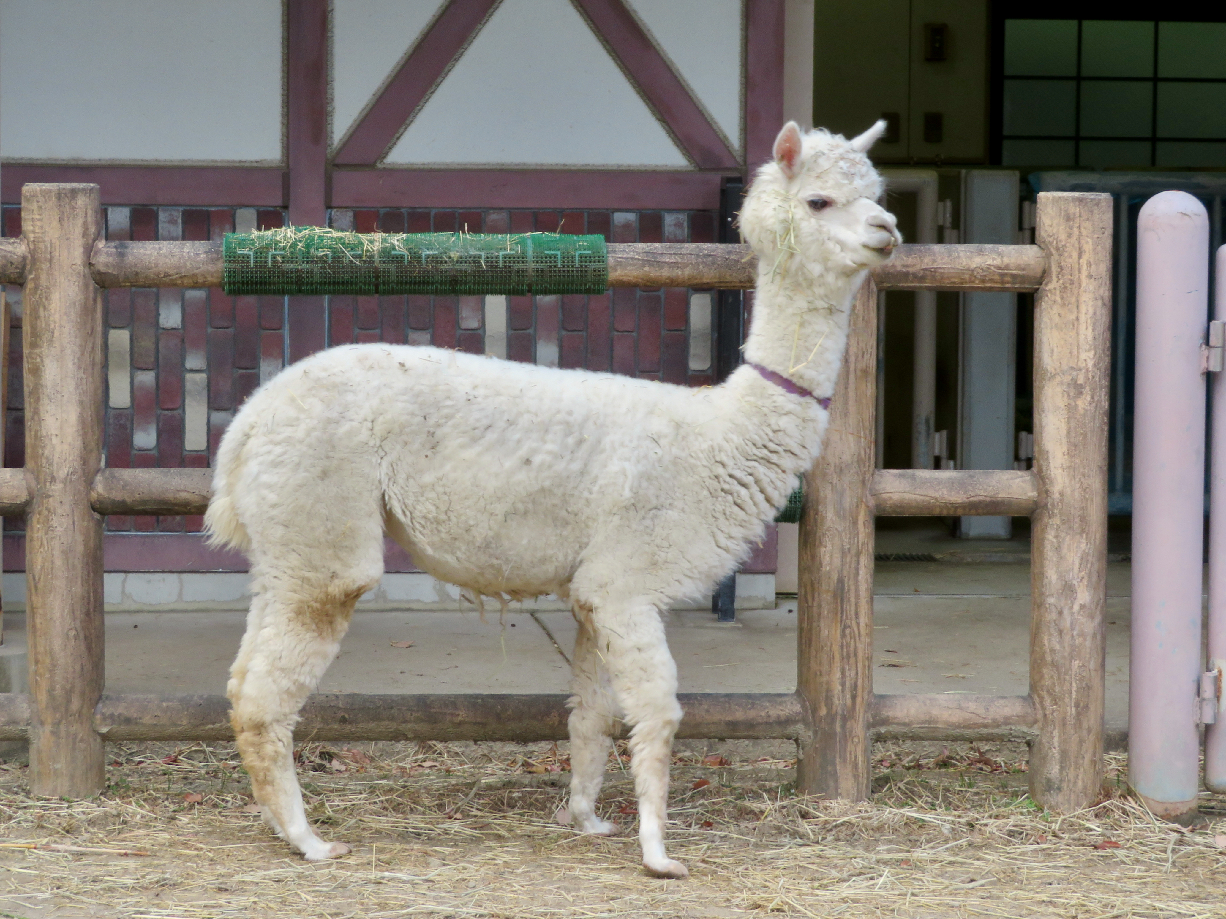 Alpaca