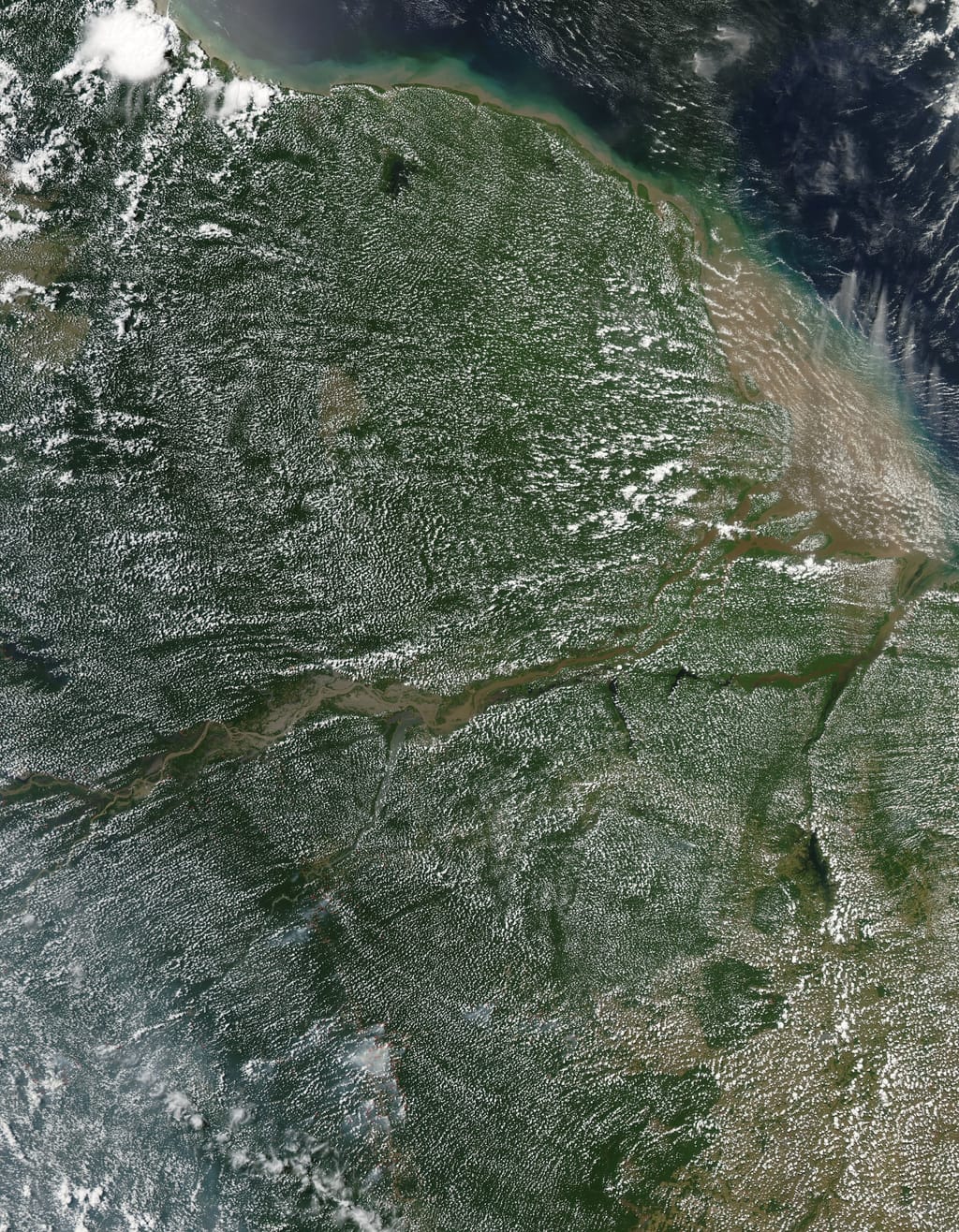 Amazon Rainforest