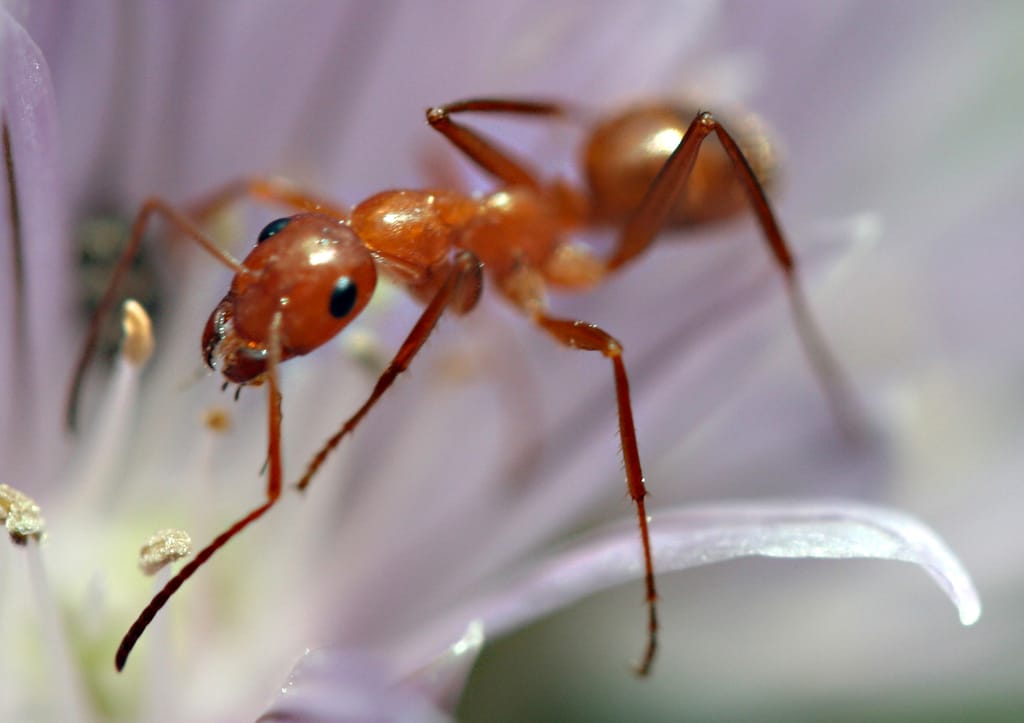 Ant