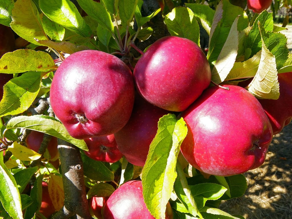 Apple Tree