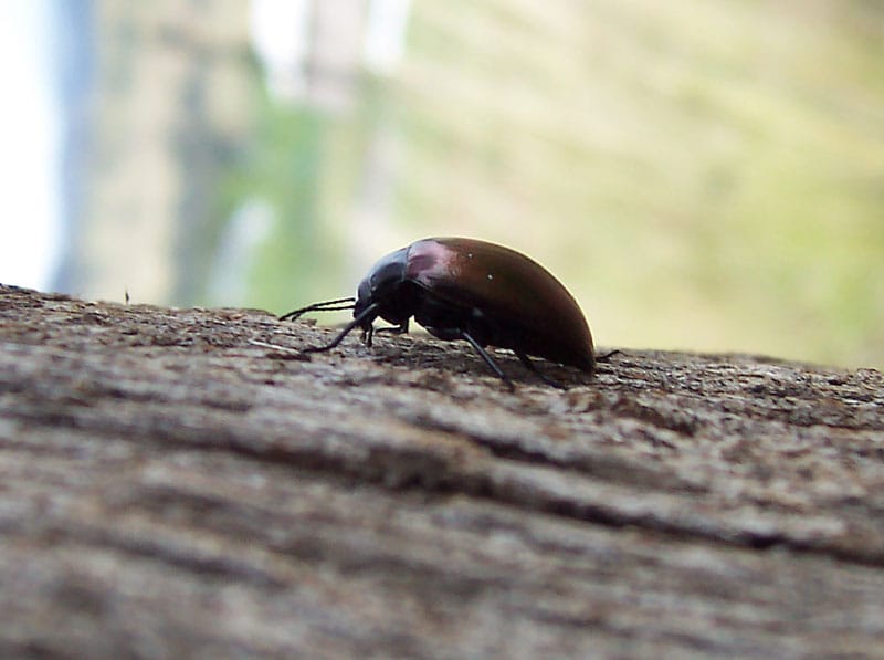 Beetle
