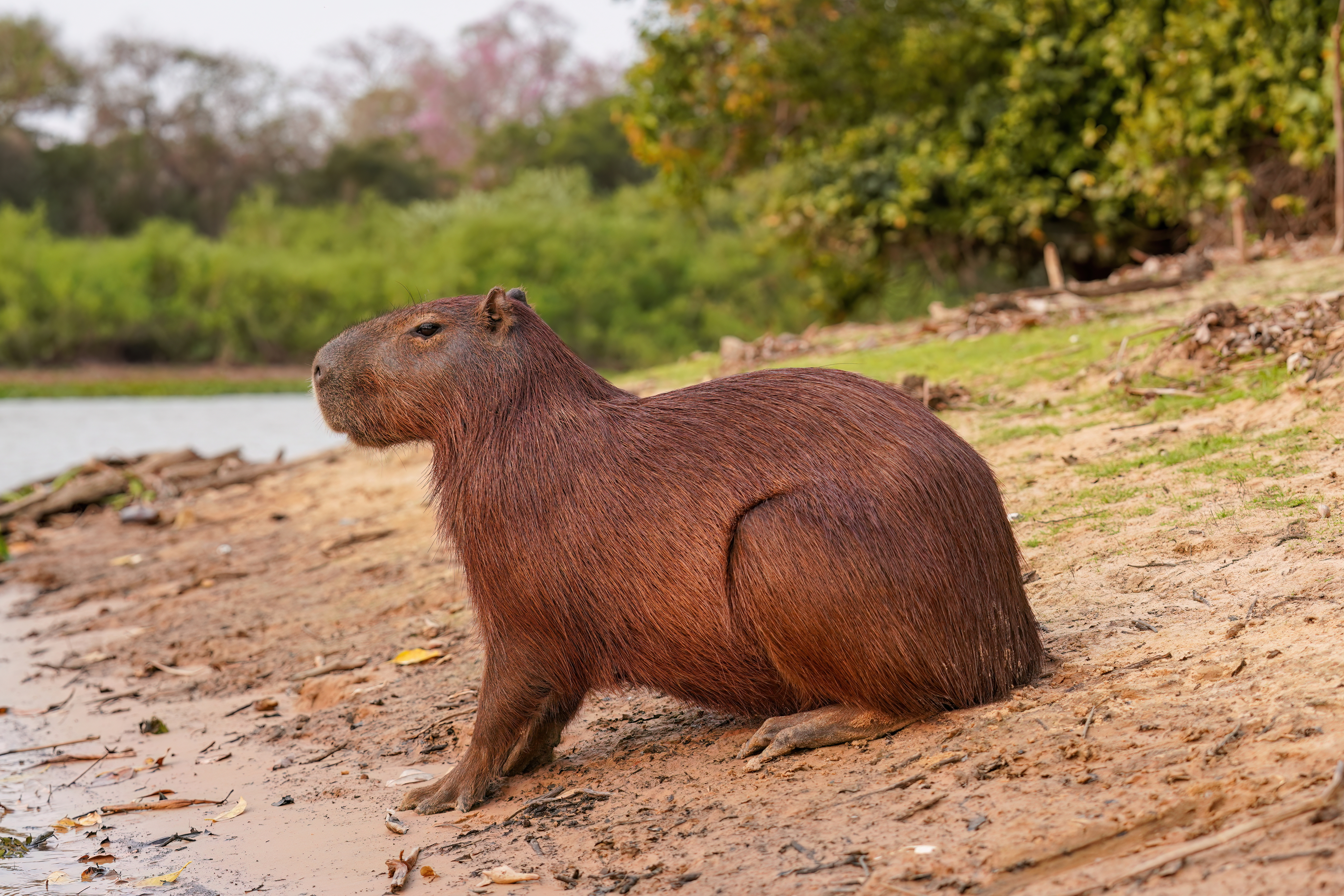 Capybara