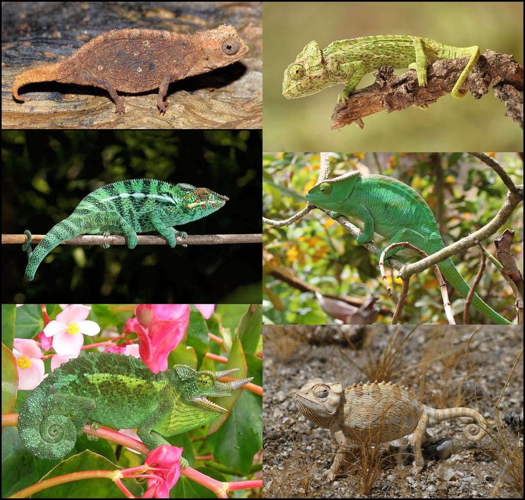 Chameleon