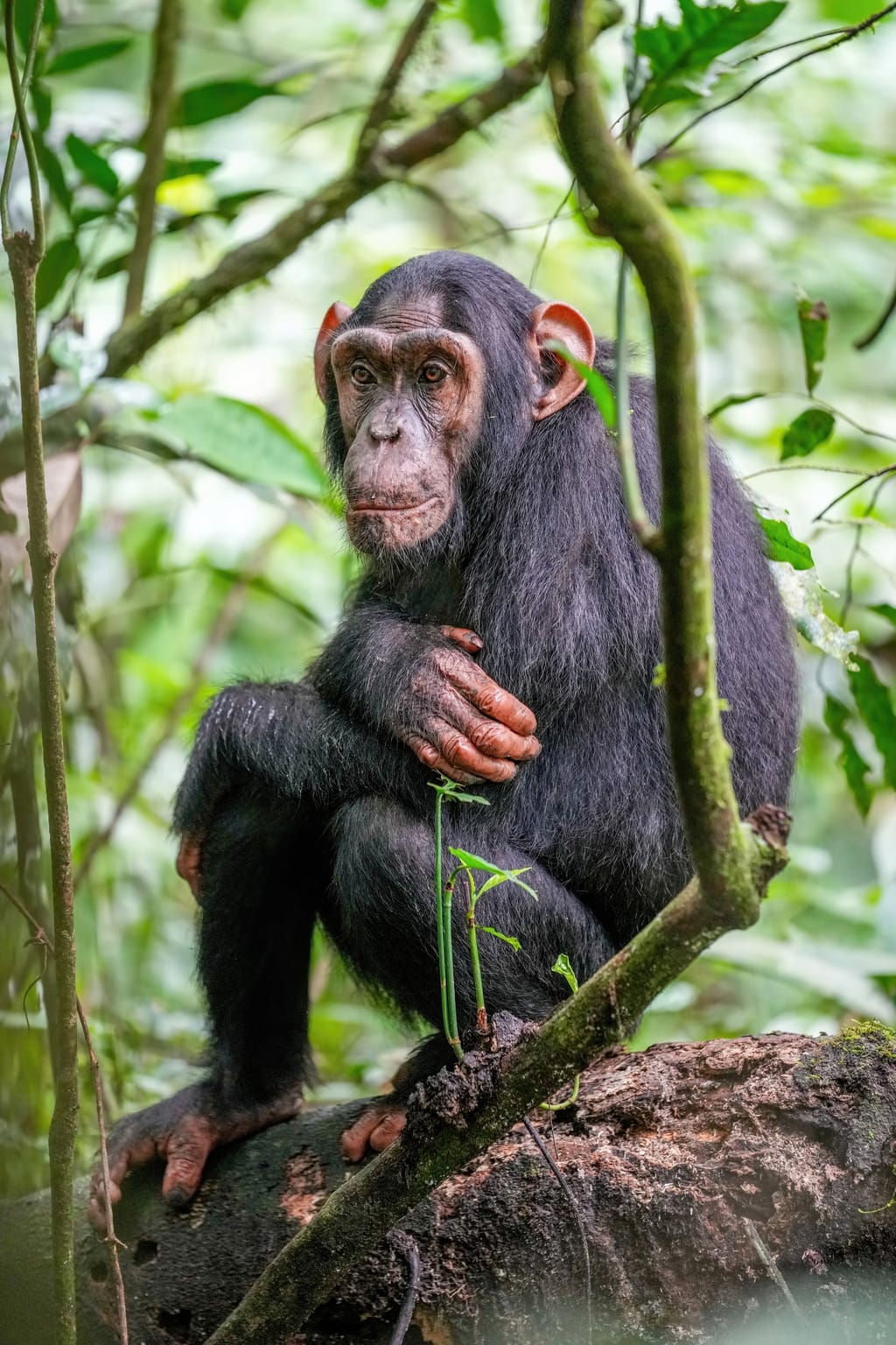 Chimpanzee