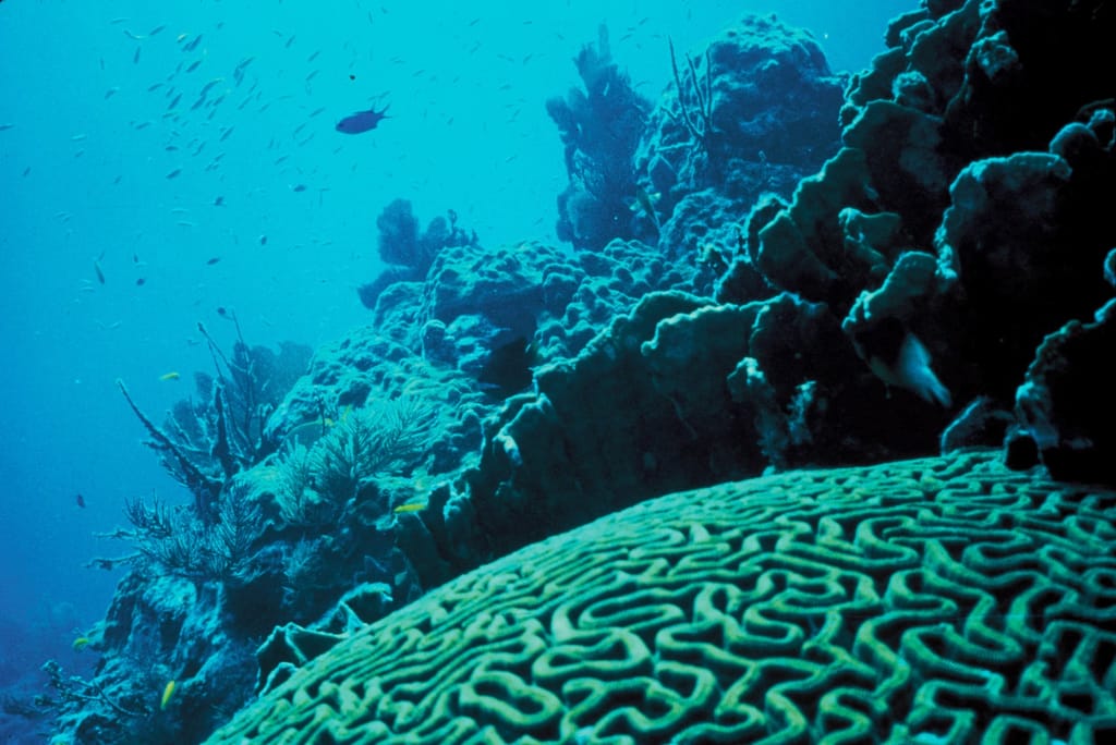 Coral