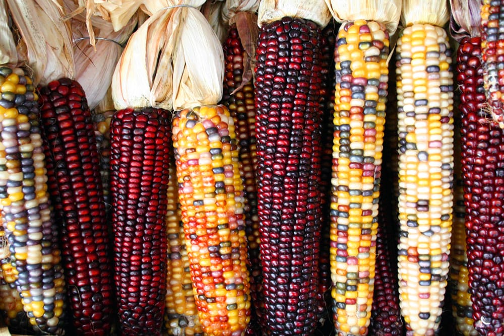 Corn