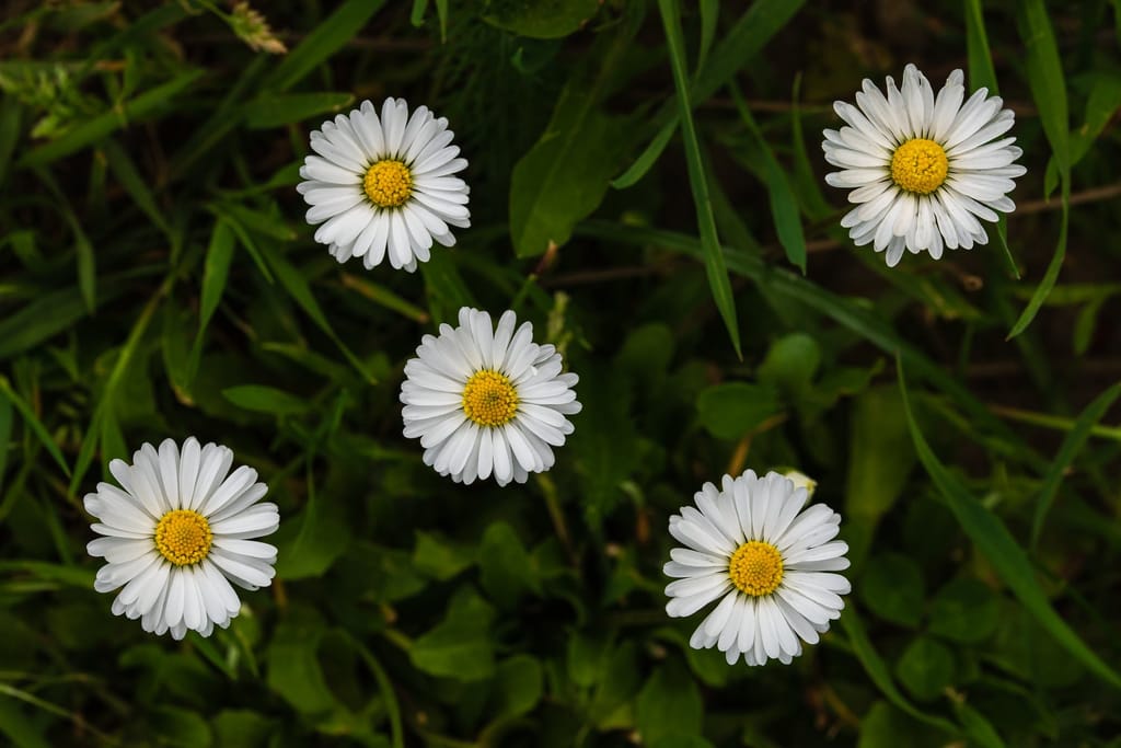 Daisy