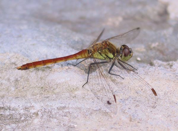 Dragonfly