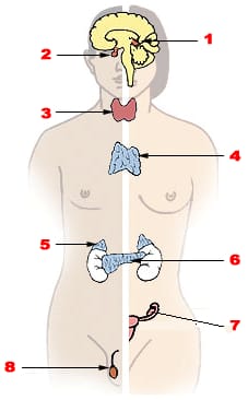 Endocrine System