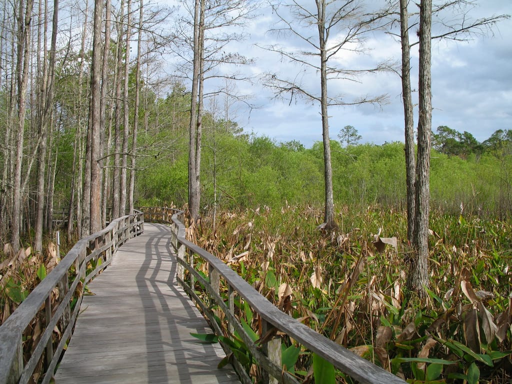 Everglades