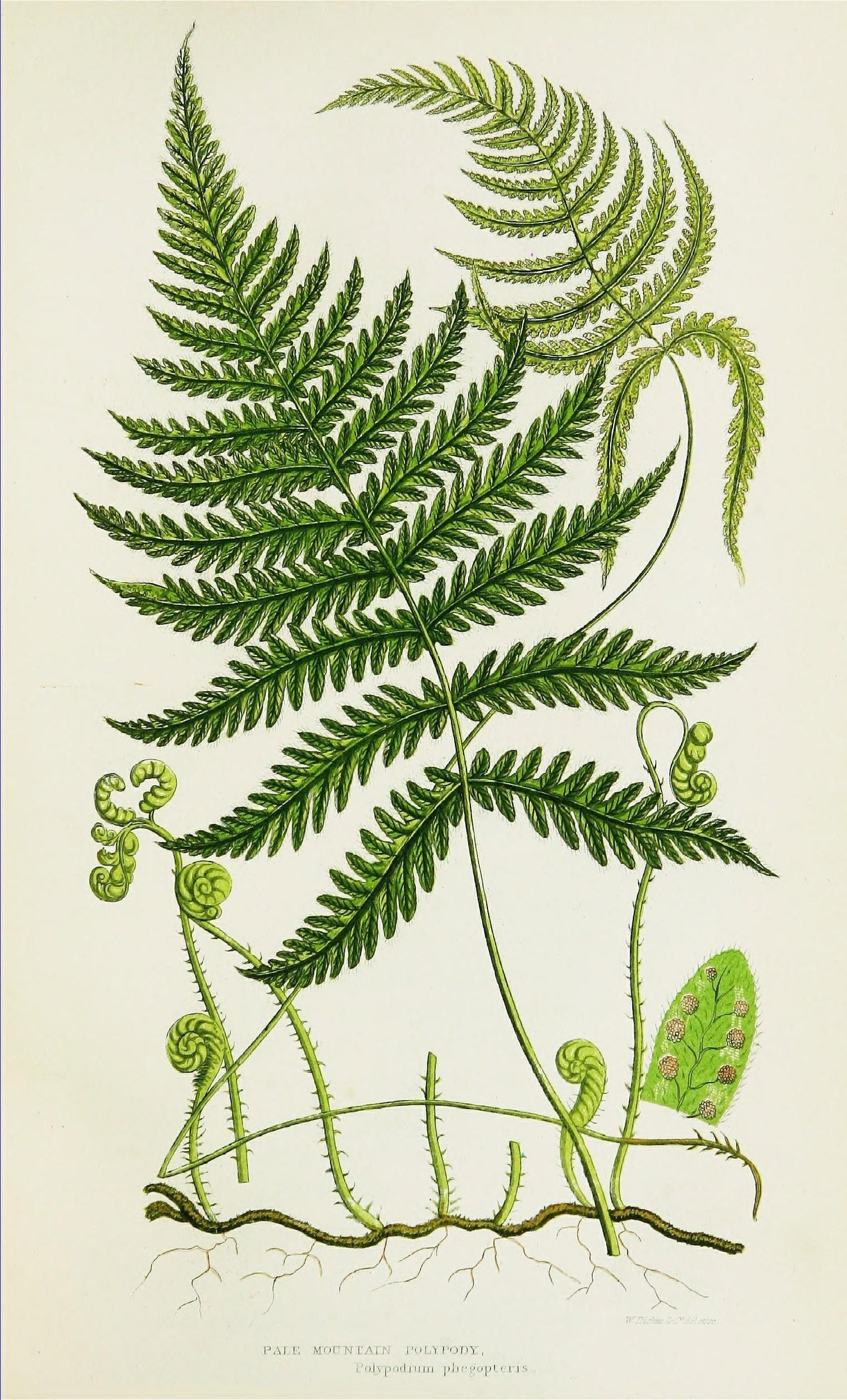Fern