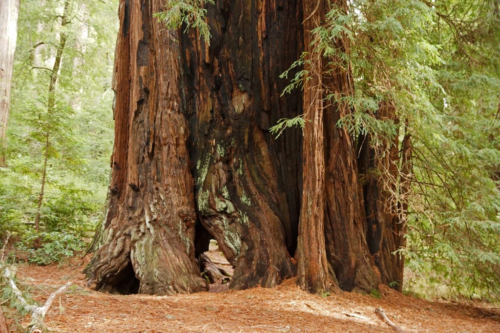 Forest