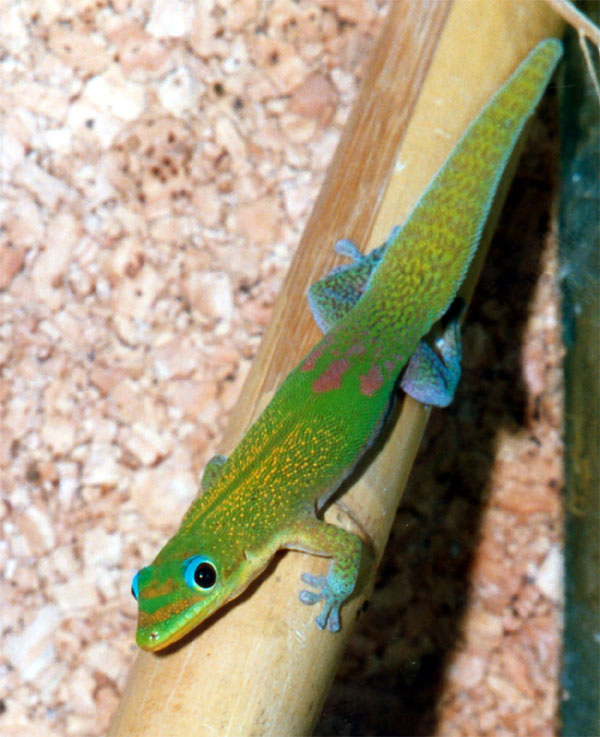 Gecko