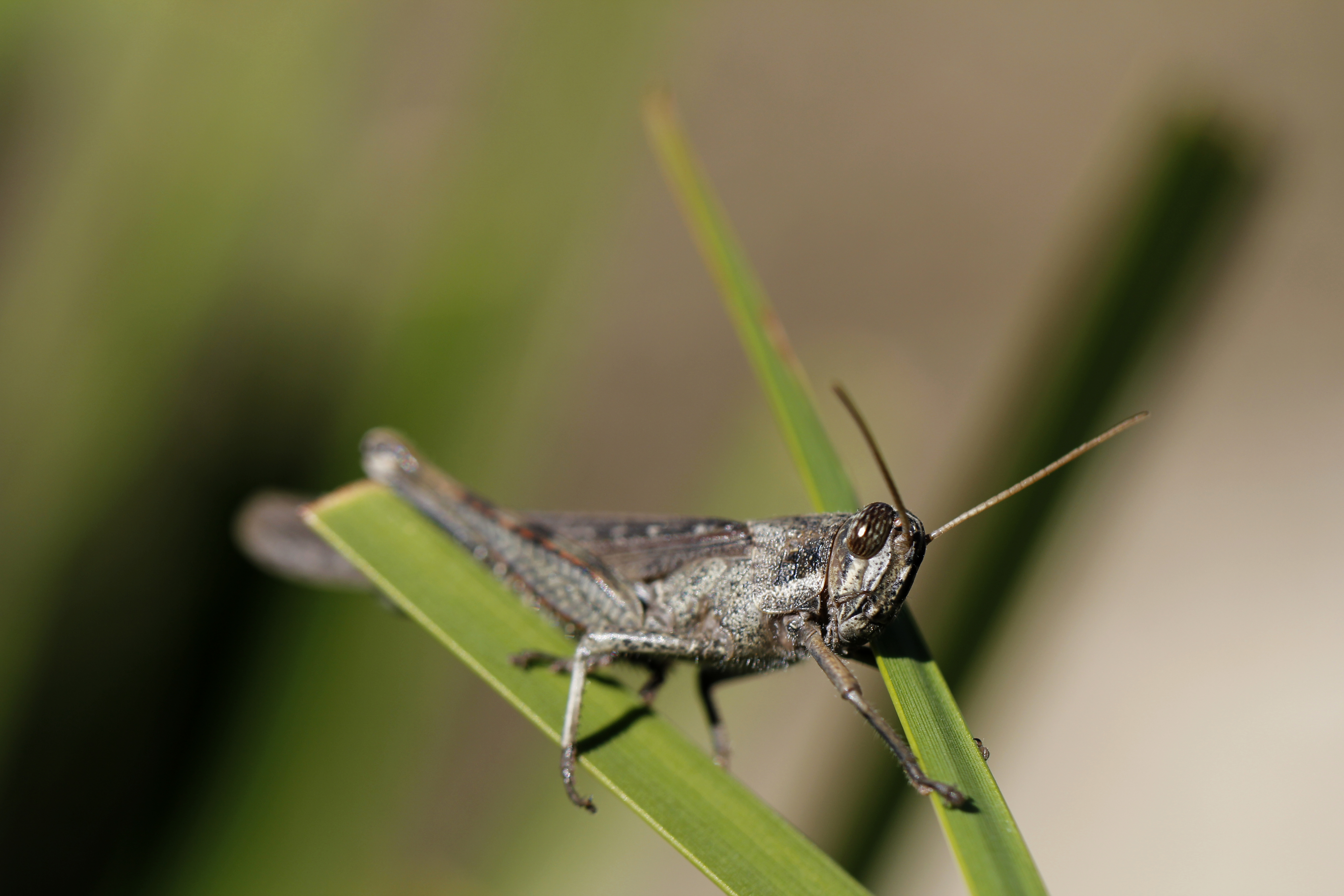 Grasshopper