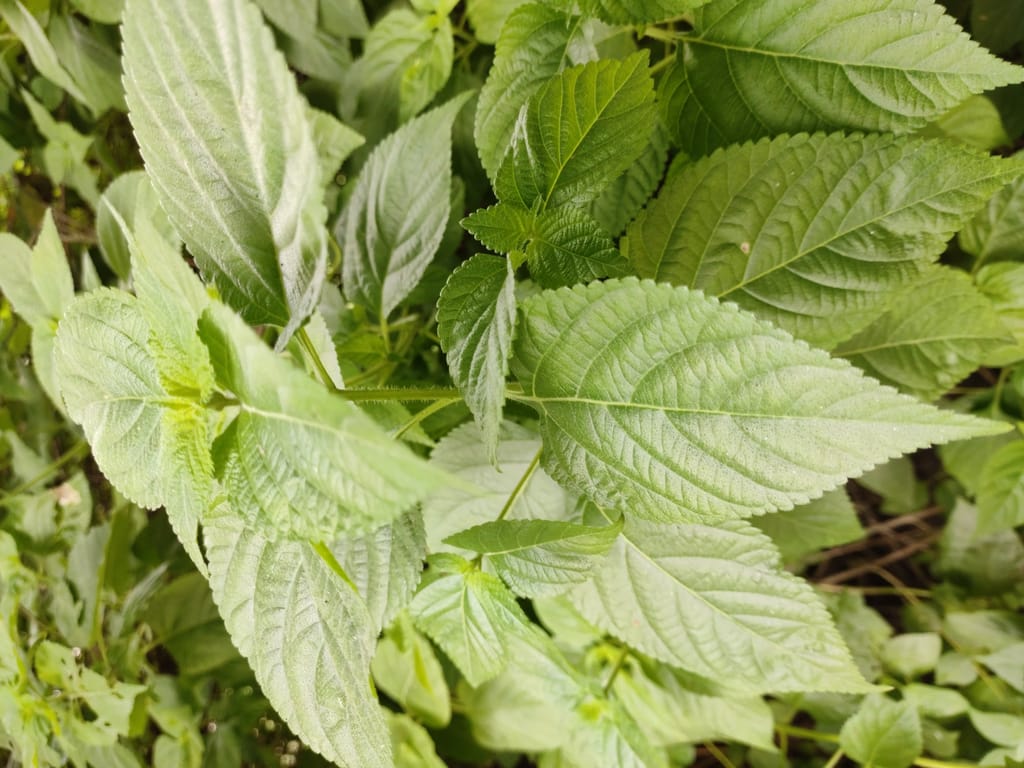 Herb (Plant)