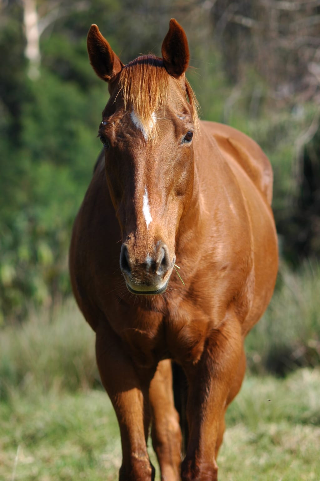 Horse