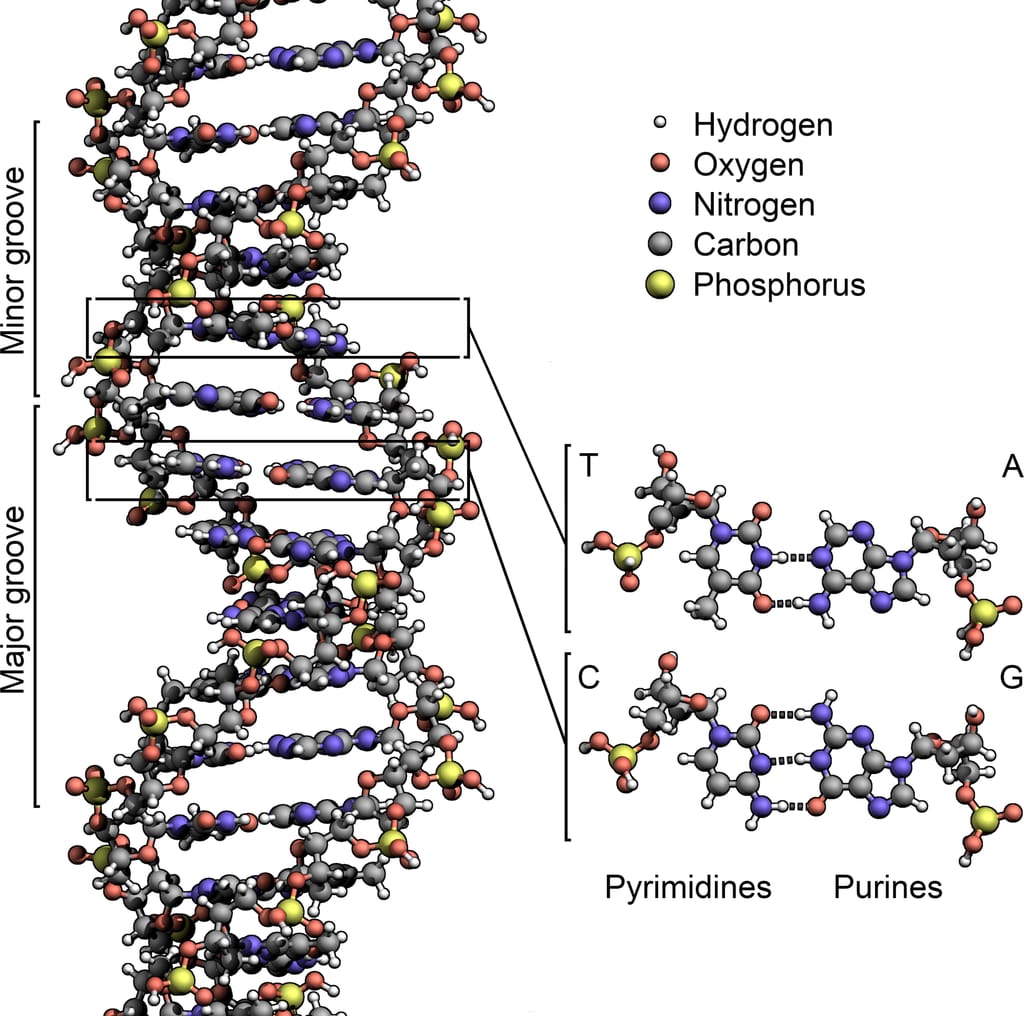 Human Genetics