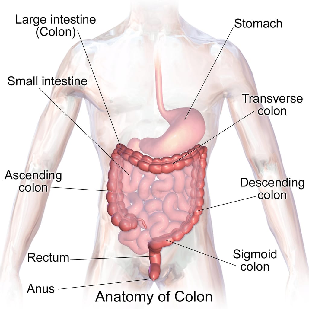 Intestines