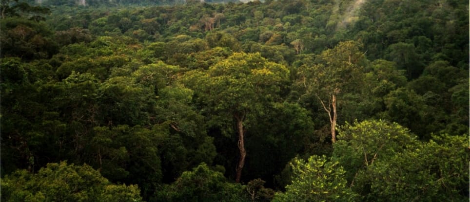 Jungle