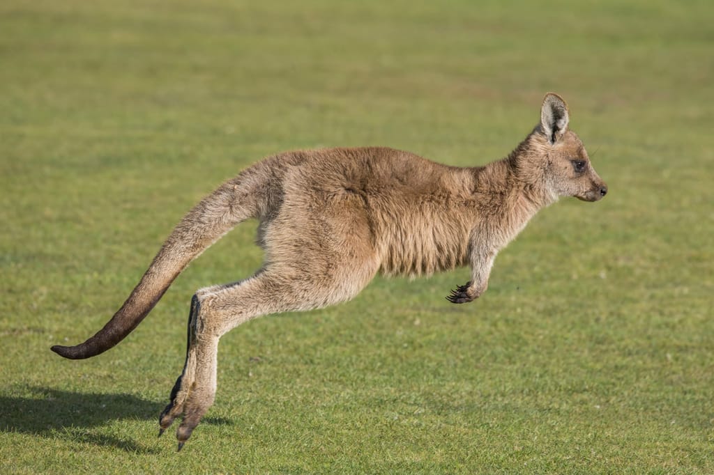 Kangaroo
