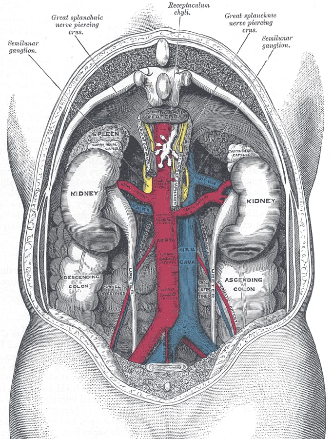 Kidneys