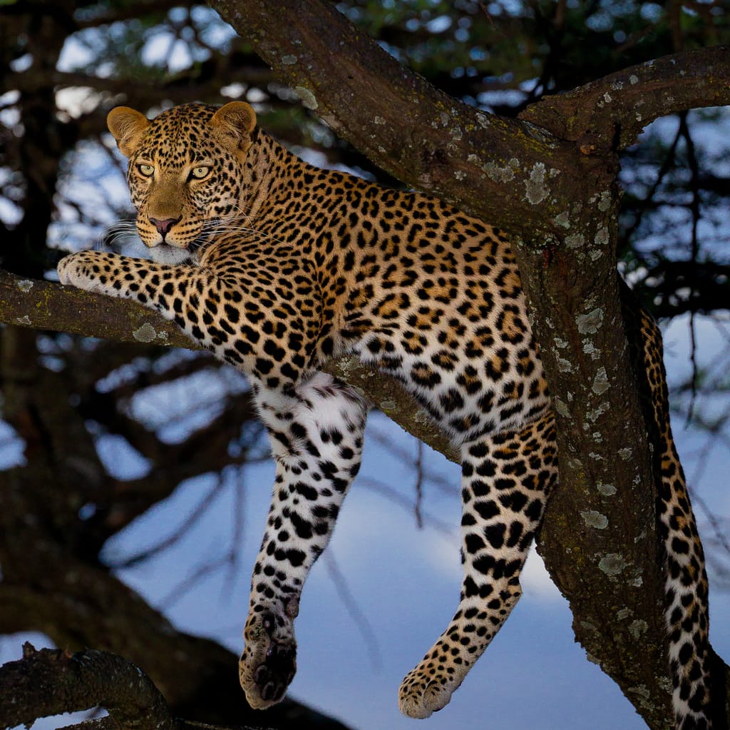 Leopard