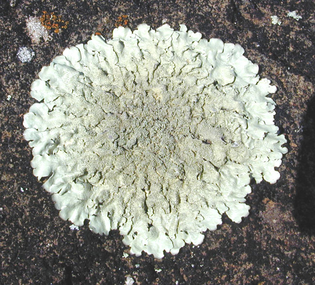 Lichen