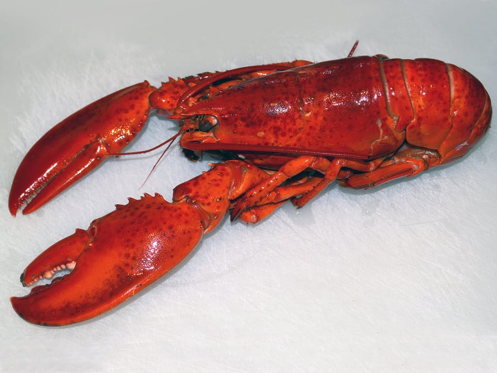 Lobster