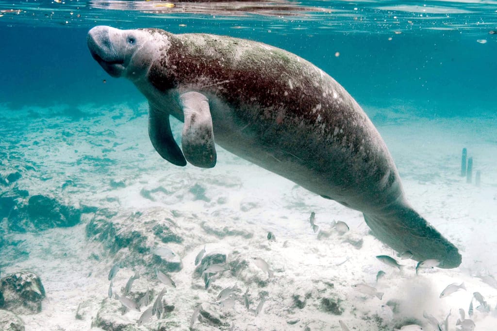 Manatee