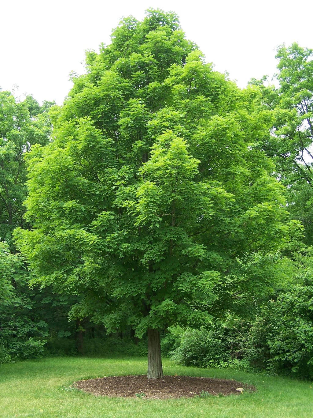 Maple Tree
