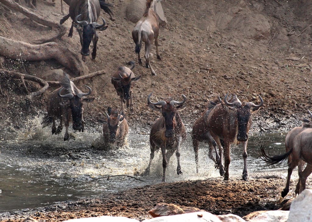 Migration (Animal)