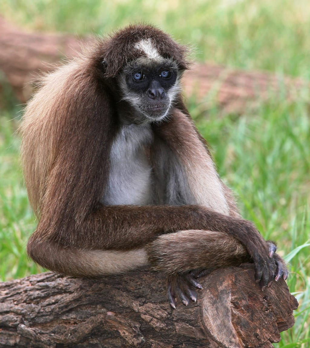 Monkey
