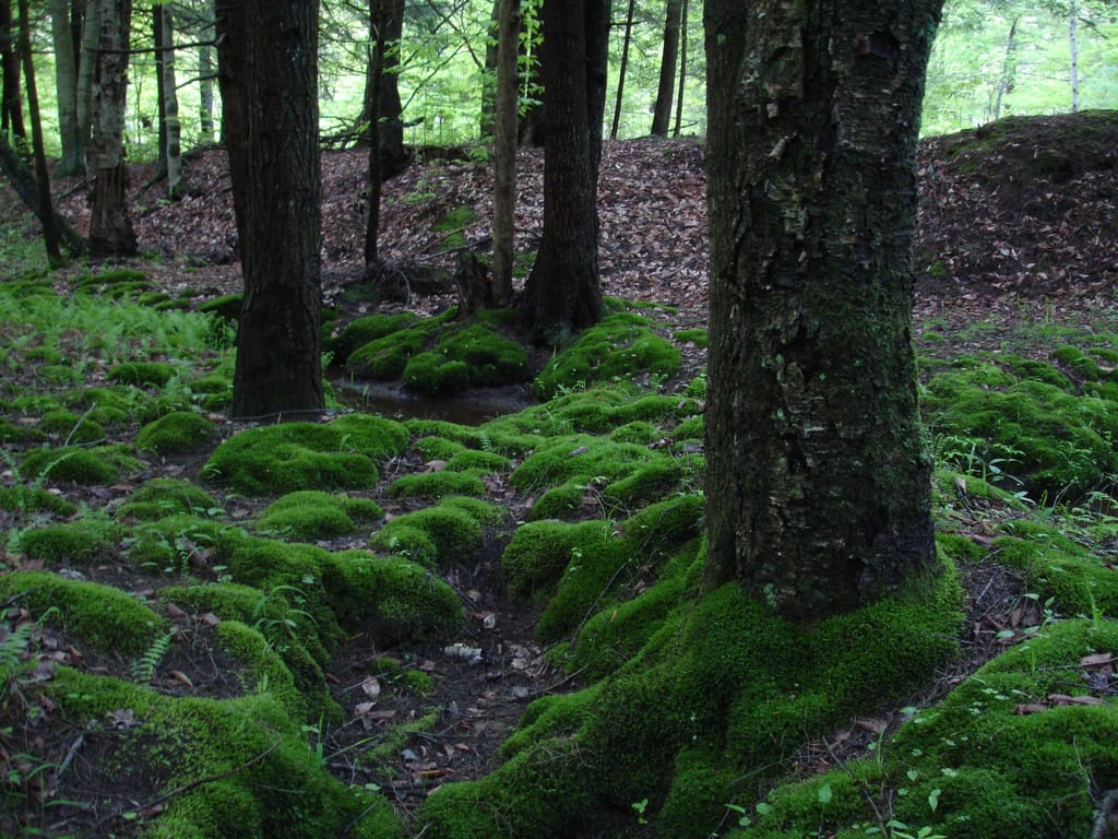 Moss