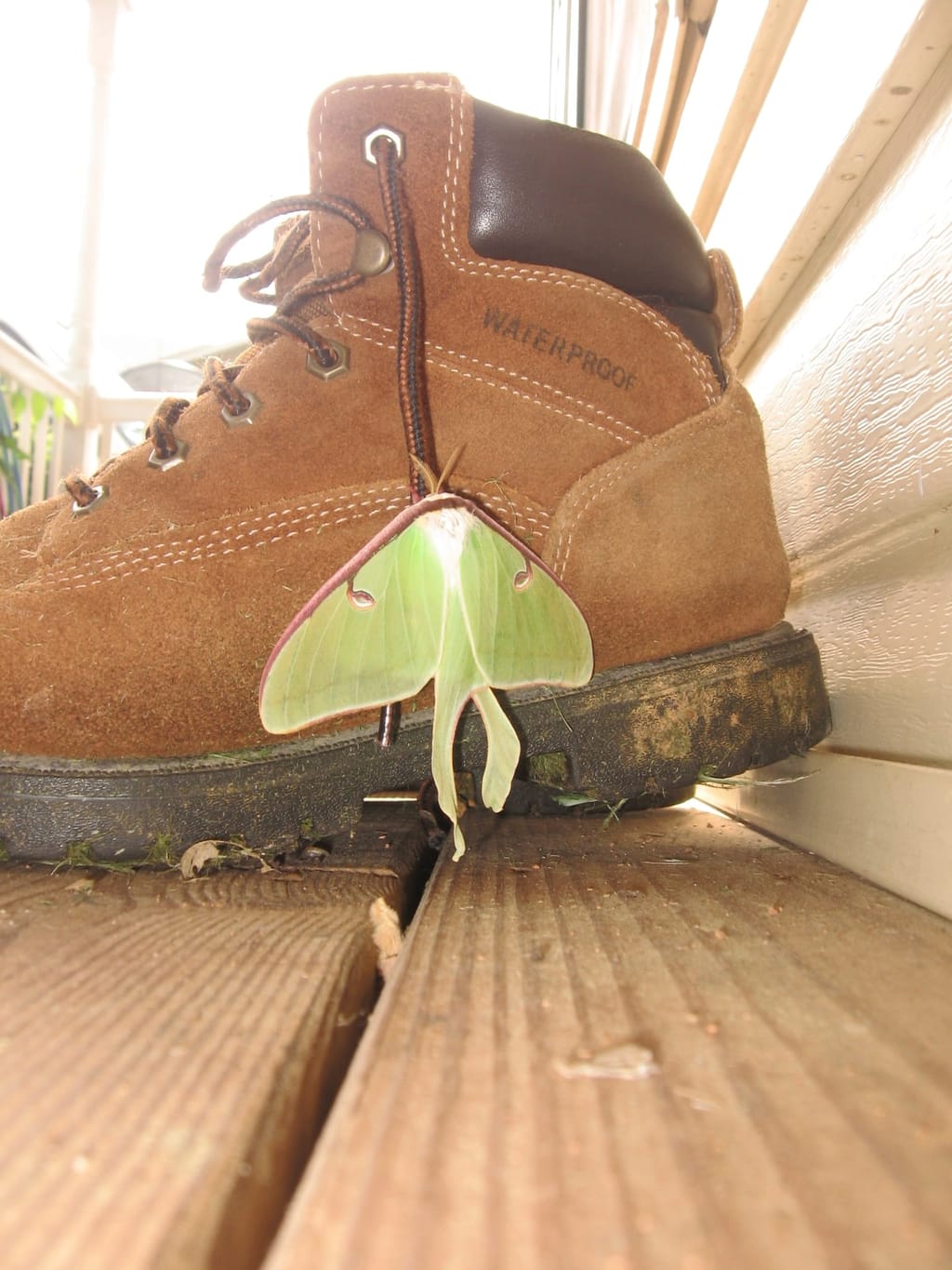 Moth