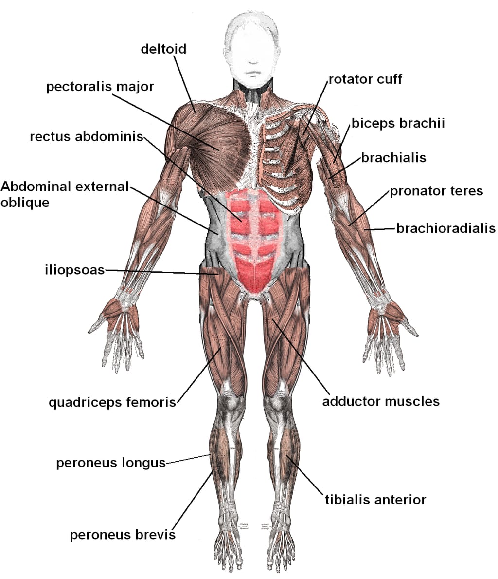 Muscular System