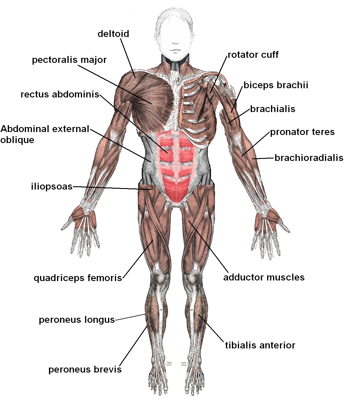 Muscular System