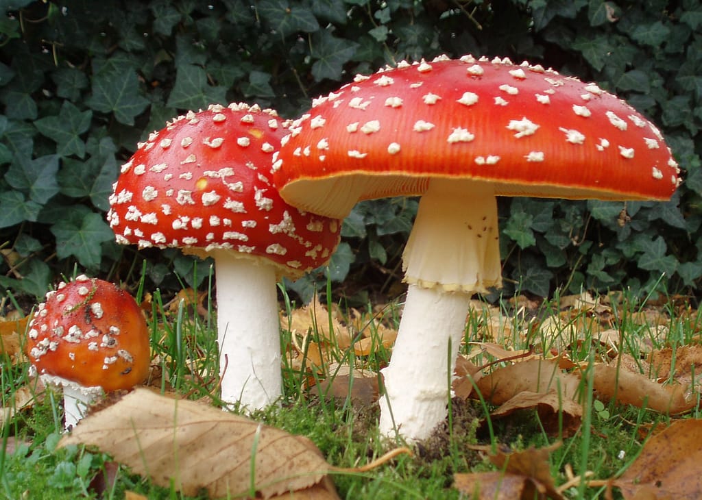 Mushroom