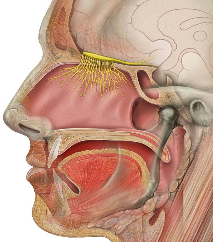 Nose and Smell