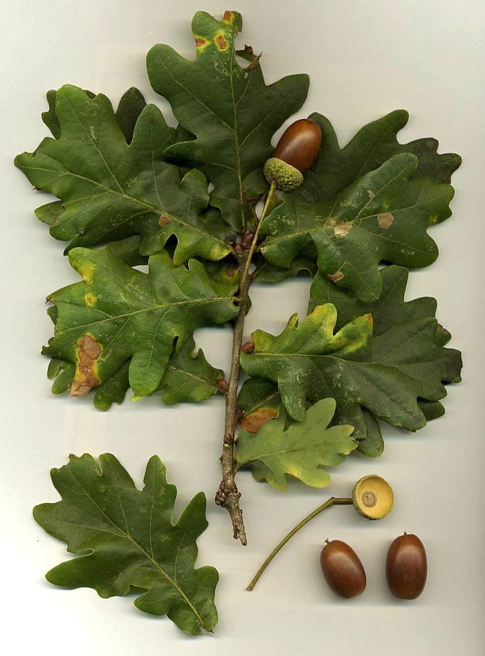 Oak Tree