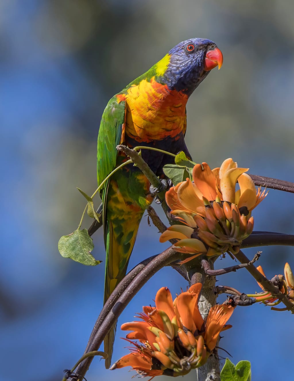 Parrot
