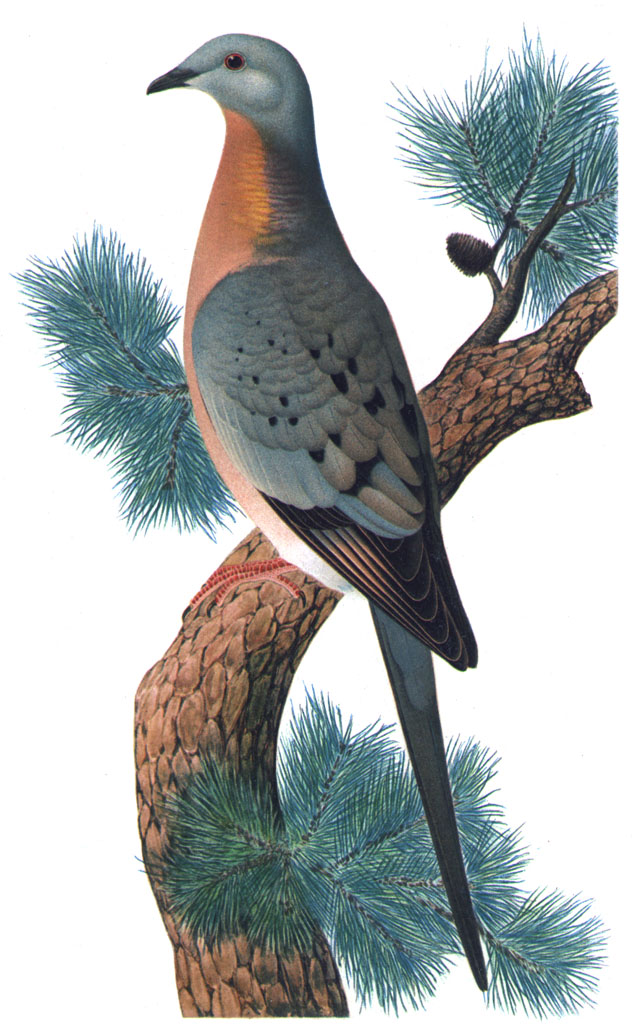 Passenger Pigeon