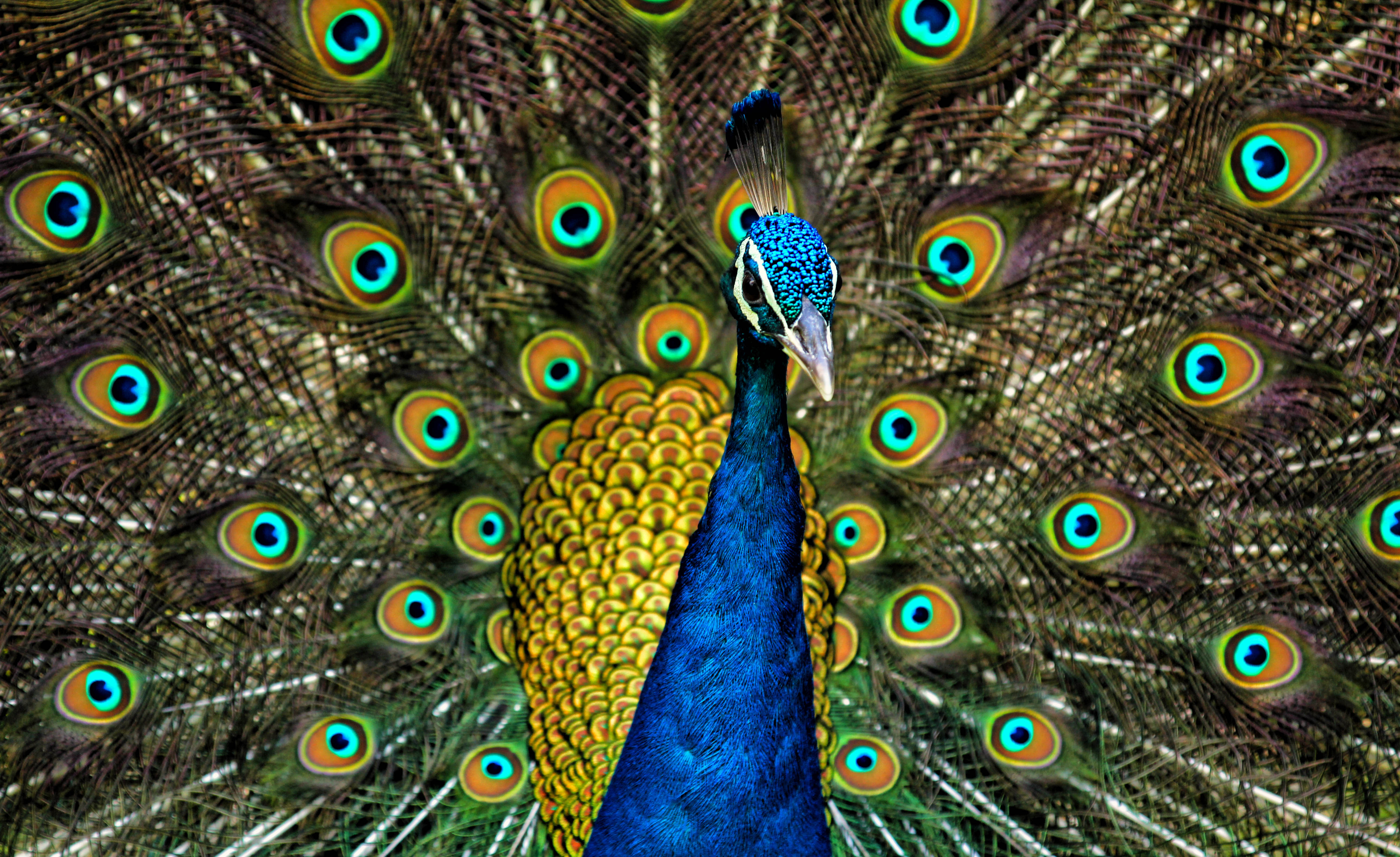 Peacock