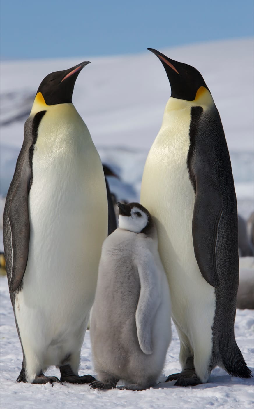 Penguin