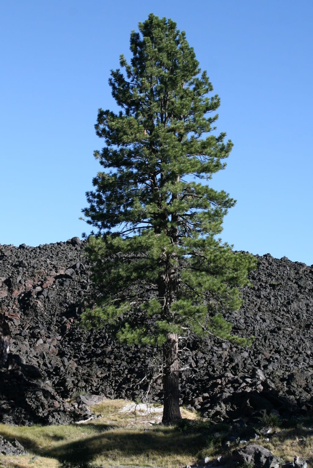 Pine Tree