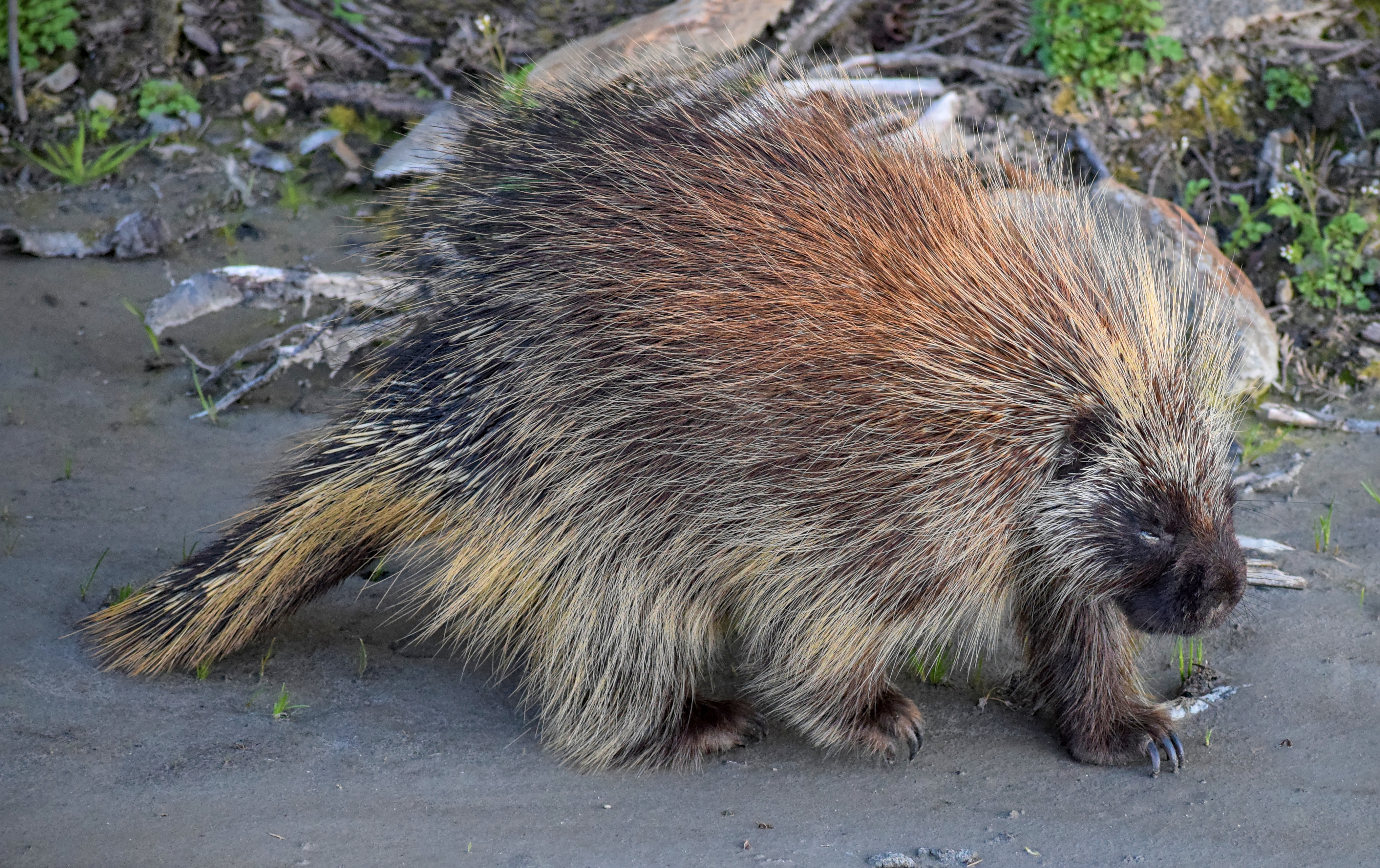 Porcupine