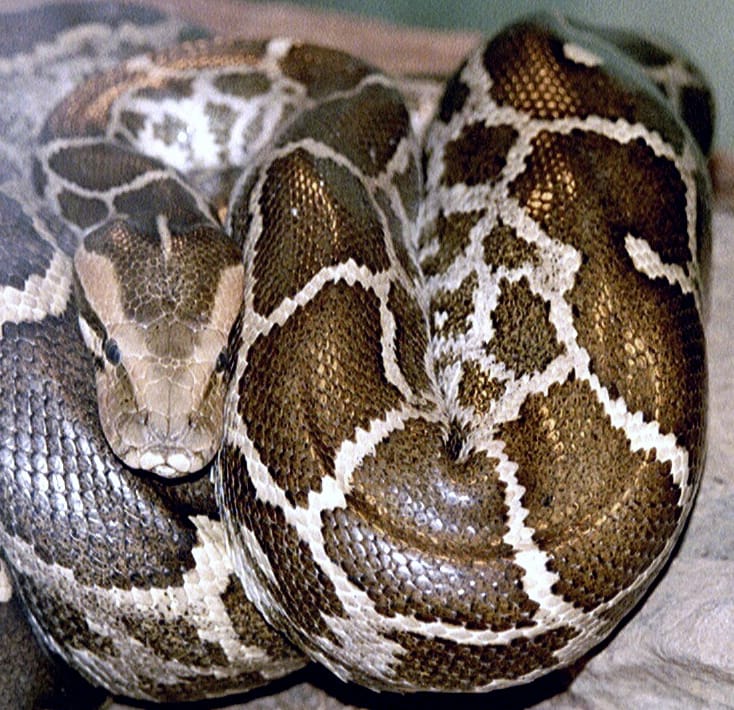 Python