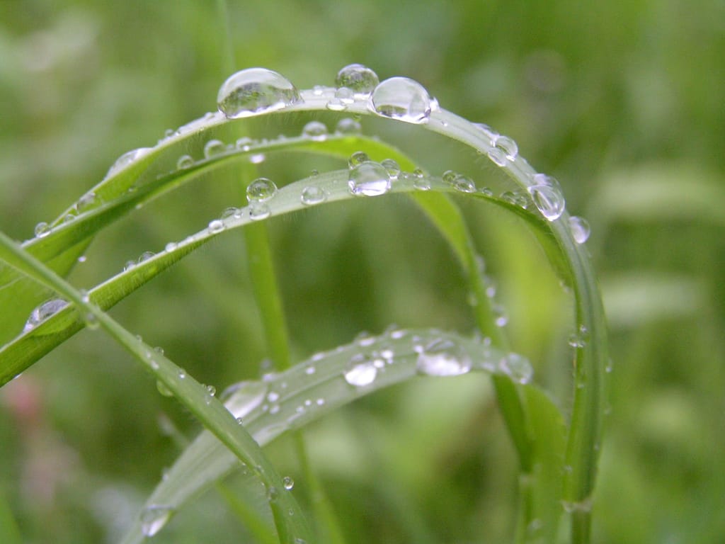 Rain