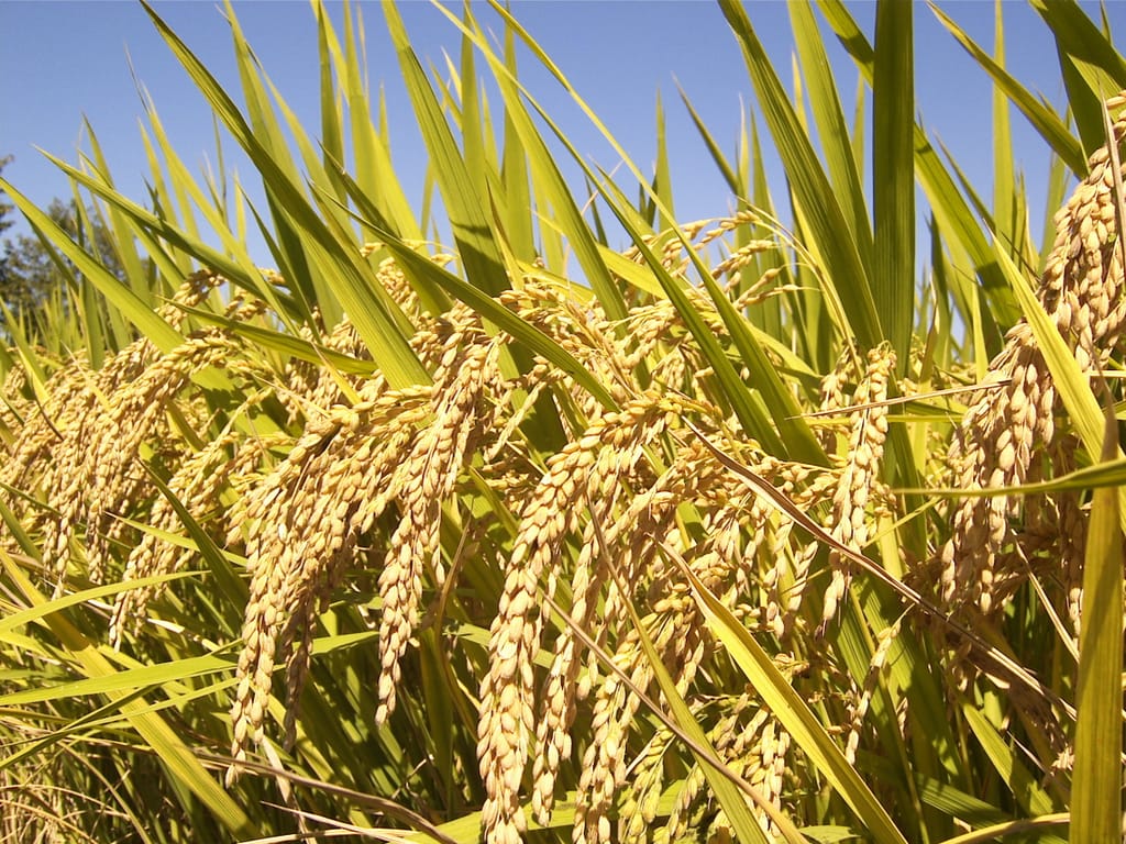 Rice