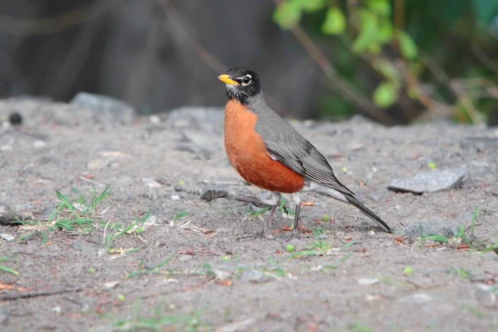 Robin