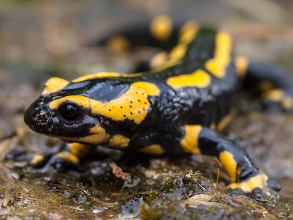 Salamander